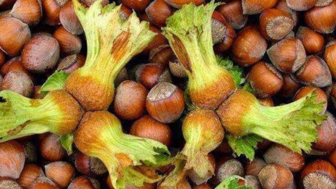 Fındık fiyatı artmaya devam ediyor